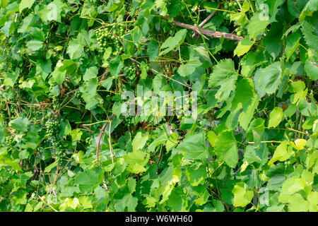 Verde uva cresce su vite all'inizio dell'estate. Un mazzetto di verde uva acerbo con foglie. Foto Stock