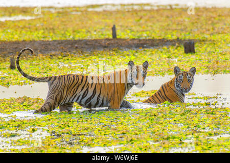 Tigre del Bengala da central-paesaggio indiano Foto Stock