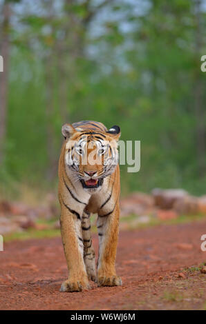 Tigre del Bengala da central-paesaggio indiano Foto Stock