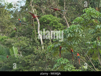 Scarlet Macaws nel Tambopata Riserva, Amazzonia peruviana Foto Stock