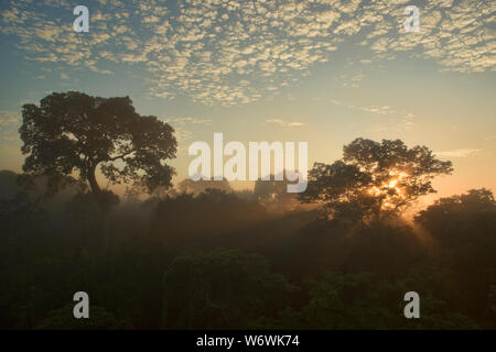 Brasile enorme albero di noce e jungle baldacchino a sunrise, fiume Tambopata Riserva, Amazzonia peruviana Foto Stock
