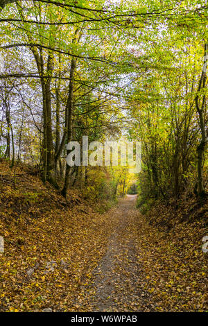 Percorso incantato attraverso green tunnel di alberi Foto Stock