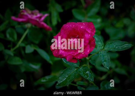 Rosa naturale flower garden le foto che abbiamo su foto in HD ad alta risoluzione in formato immagini Foto Stock