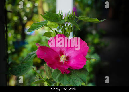 Hibiscus perenni fiorisce a metà a fine estate. I fiori sono tipicamente bianco, rosa, lavanda, rosso o rosso borgogna. Se si dispone di un piccolo giardino Foto Stock