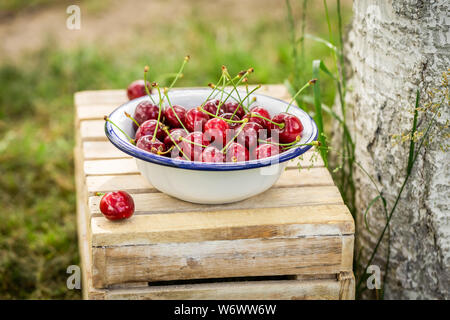 Appena raccolto ciliegie dolci nella ciotola bianco Foto Stock