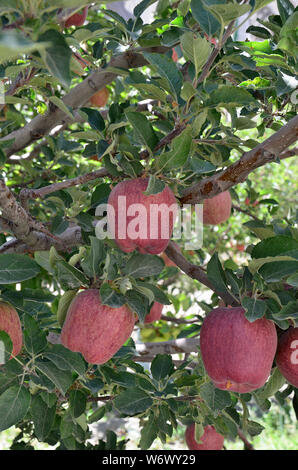 Golden Apple, Sangla, Kinnaur, Himachal Pradesh, India Foto Stock