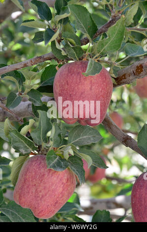 Golden Apple, Sangla, Kinnaur, Himachal Pradesh, India Foto Stock