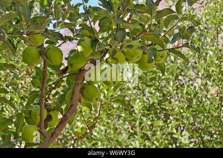 Golden Apple, Sangla, Kinnaur, Himachal Pradesh, India Foto Stock