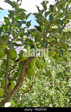 Golden Apple, Sangla, Kinnaur, Himachal Pradesh, India Foto Stock