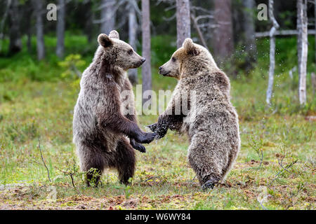 Gli orsi sono di solito molto tranquillo animali ma quando il 'safe distanza " limite è attraversata, tutti i inferno e cose inizia accadendo lightning fas Foto Stock