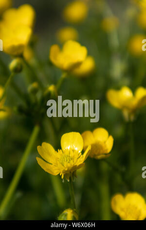 Tazza di burro, Ranunculus repens, fiore Foto Stock