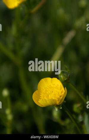 Tazza di burro, Ranunculus repens, fiore Foto Stock