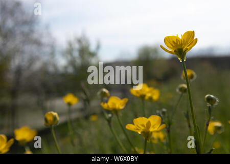 Tazza di burro, Ranunculus repens, fiore Foto Stock