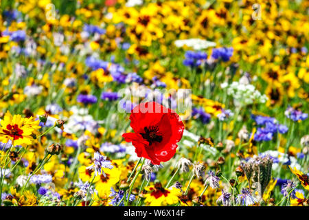 Piante annuali Red Yellow Blue Meadow colorate Summer Flowers Fiori Fiori Fiori Fiori misti Fiordalisi Tickseed Field Poppy Coreopsis di luglio Foto Stock