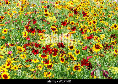 Le piante annuali per la semina diretta in rosso-giallo letti e prati, adatto per strisce di miscele di fiori colorati, pianure Coreopsis Foto Stock