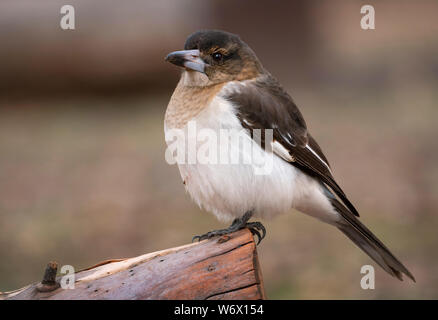 Pied Butcherbird, Cracticus nigrogularis, immaturi, in terra di bush vicino a Dubbo, Central West New South Wales, Australia. Foto Stock