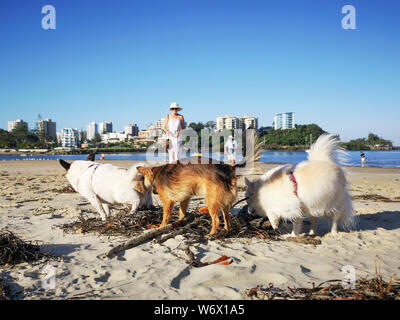 Coolangatta, Australia: Marzo, 2019: irresponsabile proprietari del cane consentendo loro cani di defecare sulla spiaggia. I cani non sono ammessi sulle spiagge popolari. Foto Stock