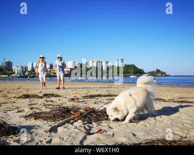 Coolangatta, Australia: Marzo, 2019: irresponsabile proprietari del cane consentendo loro cani di defecare sulla spiaggia. I cani non sono ammessi sulle spiagge popolari. Foto Stock