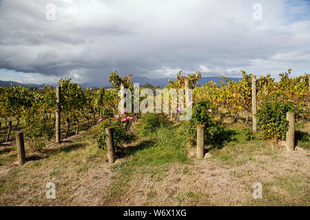 Vigneti che crescono in Valle di Yarra. La zona è rinomata per la sua produzione di vino a causa della elevata qualità del suolo. Foto Stock