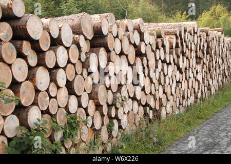 Un legno fresco polter in corrispondenza del bordo della foresta Foto Stock