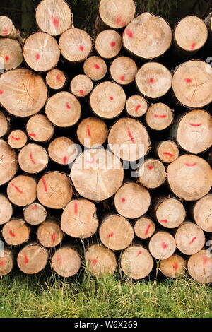 Un legno fresco polter in corrispondenza del bordo della foresta Foto Stock