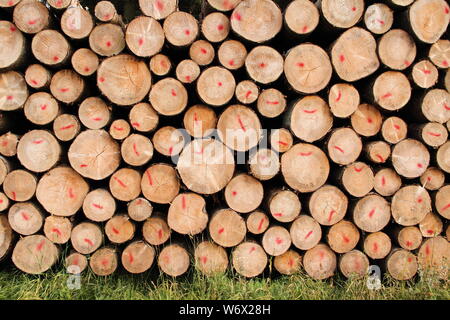 Un legno fresco polter in corrispondenza del bordo della foresta Foto Stock