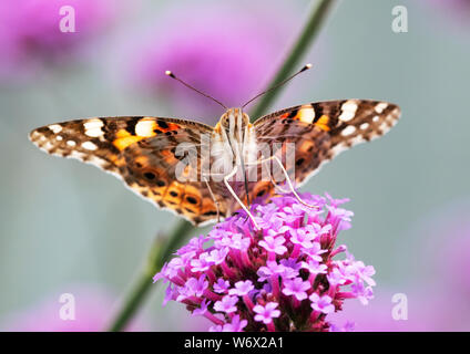 Dipinto di Lady butterfly (Vanessa cardui) alimentazione da un fiore di Verbena Foto Stock