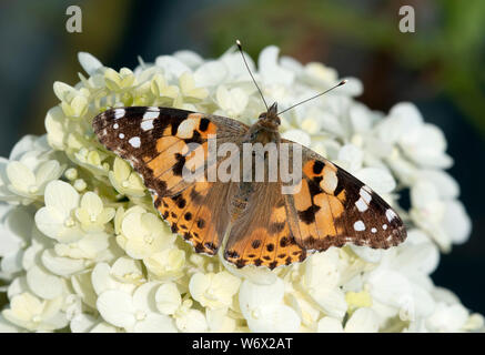 Dipinto di Lady butterfly (Vanessa cardui) appoggiato con ali stese aperto su una ribalta Hydrangea fiore Foto Stock