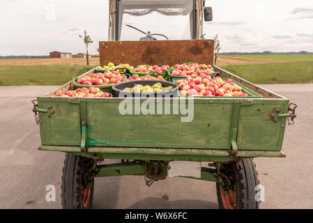 Apple e le pere sono trasportati su un caricatore frontale dopo la raccolta in autunno. Stoccaggio in casse Foto Stock