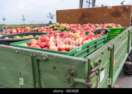 Apple e le pere sono trasportati su un caricatore frontale dopo la raccolta in autunno. Stoccaggio in casse Foto Stock