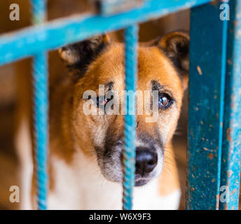 Close up della cute del cane triste con cicatrici e senza un occhio dietro il rifugio bar guardando umano e in attesa di nuova casa e famiglia. Adozione animale e Foto Stock