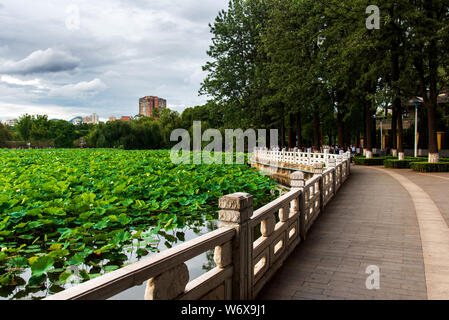 Verde lago di Kunming la capitale della provincia dello Yunnan in Cina Foto Stock