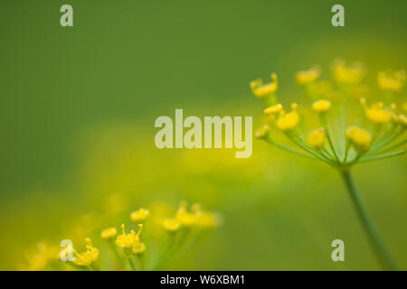 Abbondanza di erbe di aneto. (Anethum graveolens l) Foto Stock