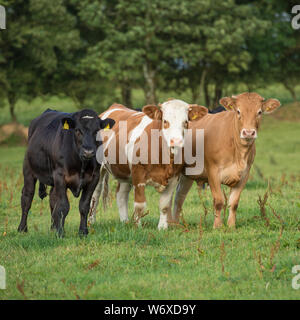 Tre Vacche nel campo Foto Stock