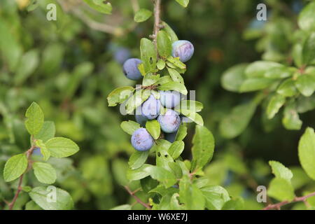 Blue thorn bacche mature su boccole Foto Stock