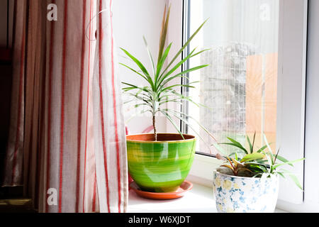 Piante da interni in luminosi vasi di fiori sul davanzale Foto Stock
