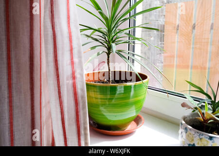 Piante da interni in luminosi vasi di fiori sul davanzale Foto Stock