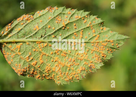 Colore arancio spore di violetta rovo ruggine (Phragmidium violaceum) prese in estate che offuscano il viola nero in inverno Foto Stock