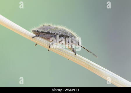 Dolycoris baccarum, noto come il pruno selvatico bug, una ninfa pelose Foto Stock