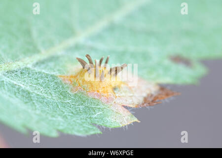 Gymnosporangium cornutum, una ruggine fungo chiamato il ginepro ruggine, che cresce su una foglia di Rowan, Sorbus aucuparia Foto Stock