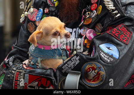 Blackpool, Lancashire, Regno Unito. 31 Luglio, 2019. Toya e il suo animale domestico Chihuahua Nancy presso la ribellione festival più grande del mondo punk festival di Blackpool. All'inizio di agosto, Blackpool Winter Gardens ospita una massiccia linea di punk band per la ventunesima edizione del Festival di ribellione che attirano migliaia di turisti per il resort. Oltre 4 giorni di ogni mese di agosto in Blackpool, davvero il meglio del punk si riuniscono per questo evento sociale dell'anno con 4 giorni di musica attraverso 6 tappe con masse di bande. Credito; MediaWorldImages/Alamy Live News Foto Stock