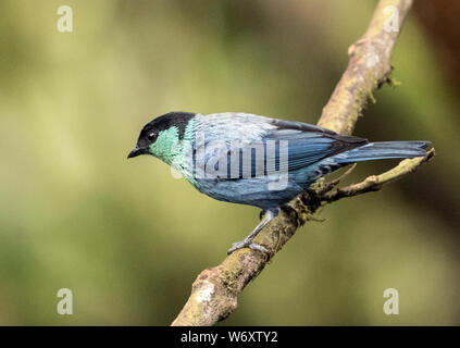 Primo piano di uccello variopinto,Nero-capped Tanager appollaiate sul ramo,l'Ecuador. Nome scientifico è Tangara heinei. Trovato in Ecuador, Colombia e Venezuela Foto Stock