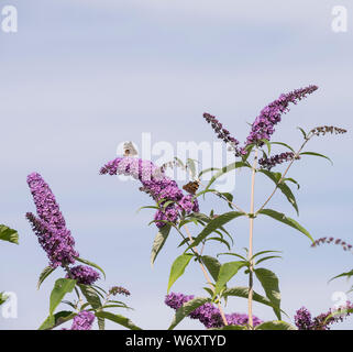 La Buddleia arbusto a fioritura è un magnete per tutti impollinatori durante i mesi estivi. Foto Stock