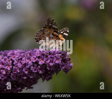 La Buddleia arbusto a fioritura è un magnete per tutti impollinatori durante i mesi estivi. Foto Stock