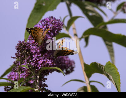 La Buddleia arbusto a fioritura è un magnete per tutti impollinatori durante i mesi estivi. Foto Stock