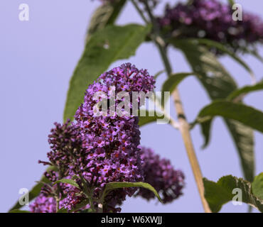 La Buddleia arbusto a fioritura è un magnete per tutti impollinatori durante i mesi estivi. Foto Stock
