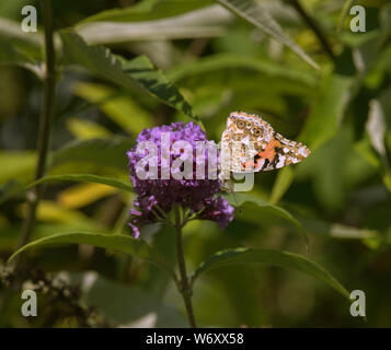 La Buddleia arbusto a fioritura è un magnete per tutti impollinatori durante i mesi estivi. Foto Stock