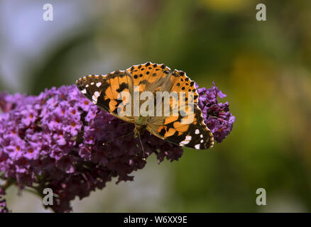 La Buddleia arbusto a fioritura è un magnete per tutti impollinatori durante i mesi estivi. Foto Stock