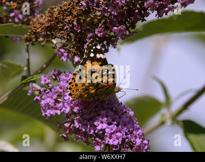 La Buddleia arbusto a fioritura è un magnete per tutti impollinatori durante i mesi estivi. Foto Stock