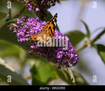 La Buddleia arbusto a fioritura è un magnete per tutti impollinatori durante i mesi estivi. Foto Stock